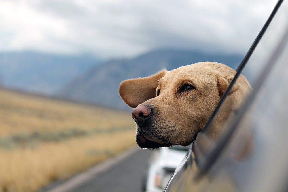 Top 10 Most popular pedigree dog breeds of 2019
