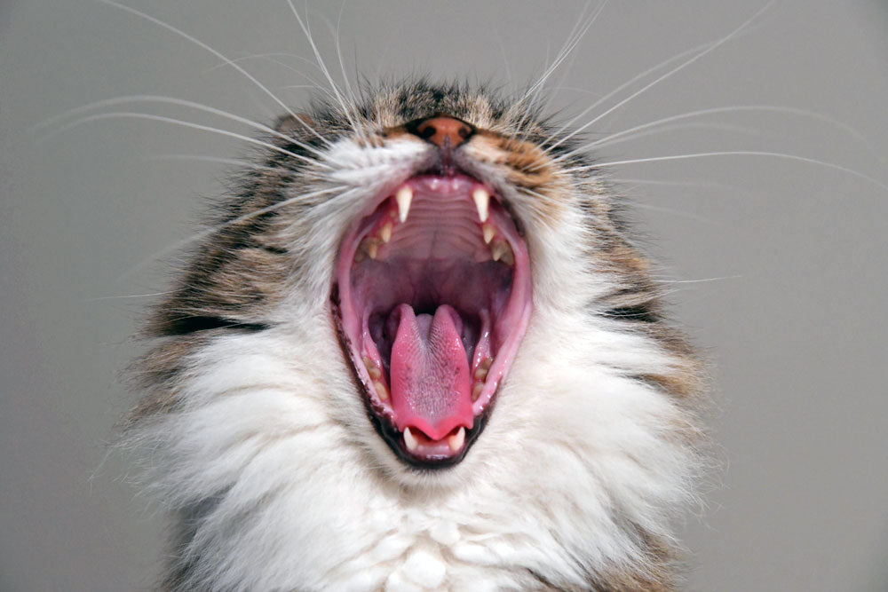 February is Pet Dental Month - How is your pet’s smile?