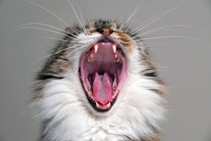 February is Pet Dental Month - How is your pet’s smile?