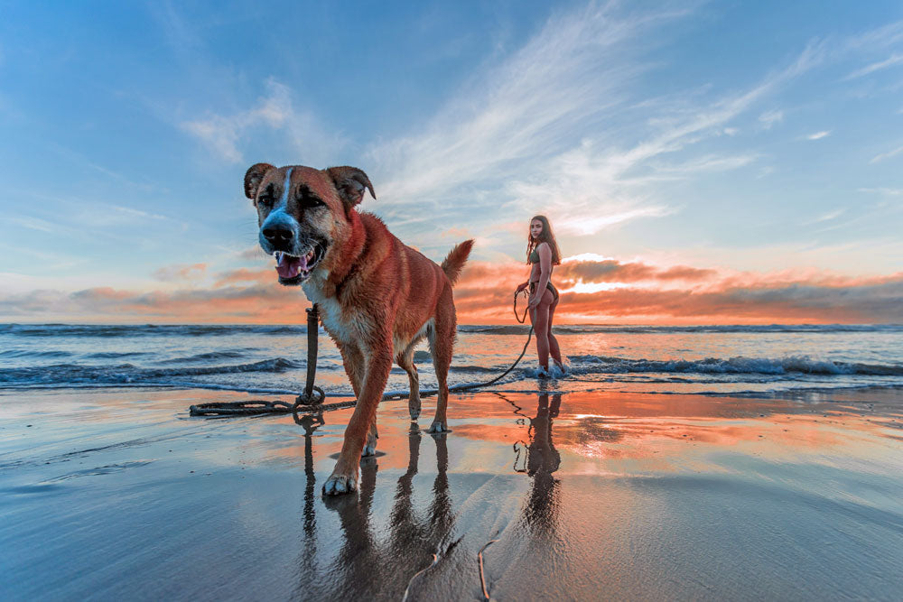 Best places to holiday with your dog in the UK