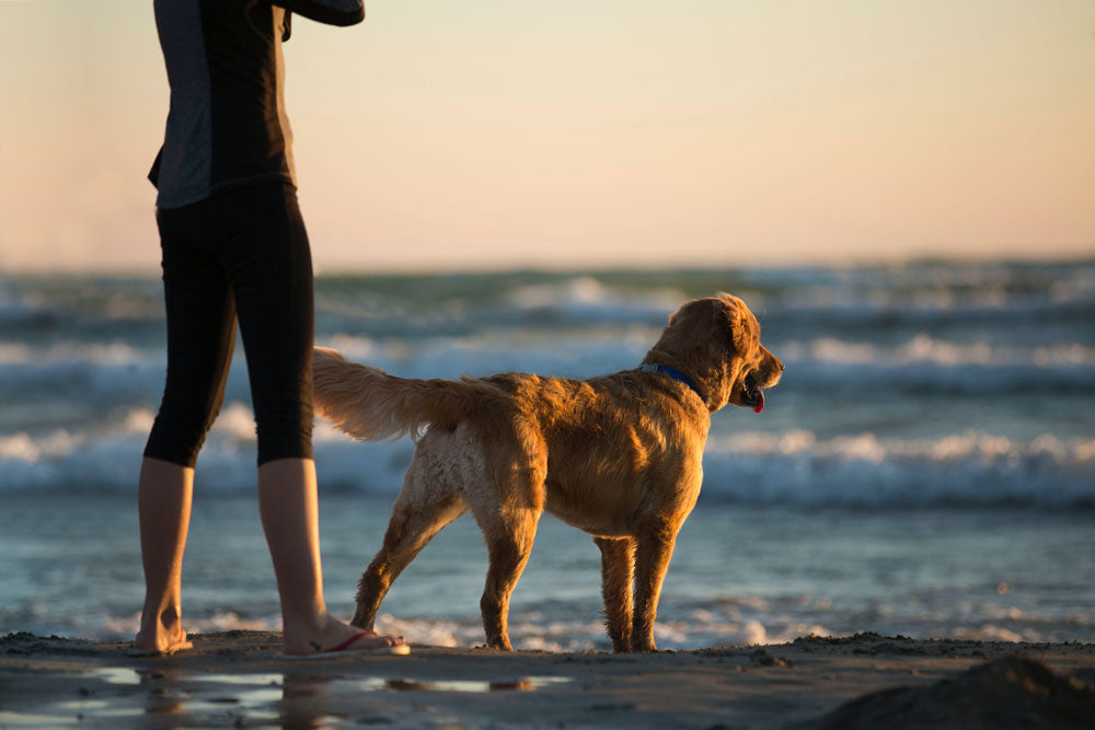 Essential Tips for Taking an Older Dog on Holiday