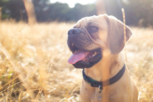 Heatstroke warning for dogs – which breeds are at risk?