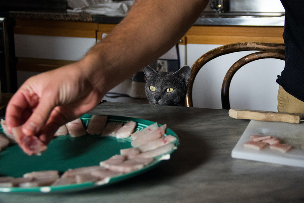 Baking with your pets