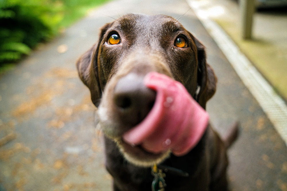 A close-up of a brown dog licking its nose.
