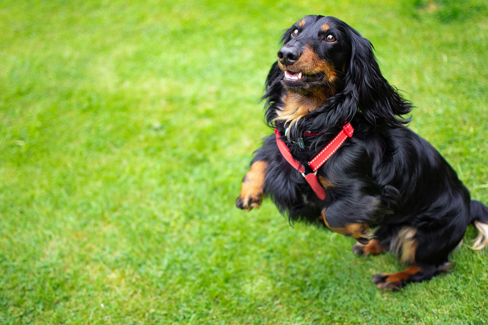 Get Down! How to Teach your Dog to Stop Jumping Up