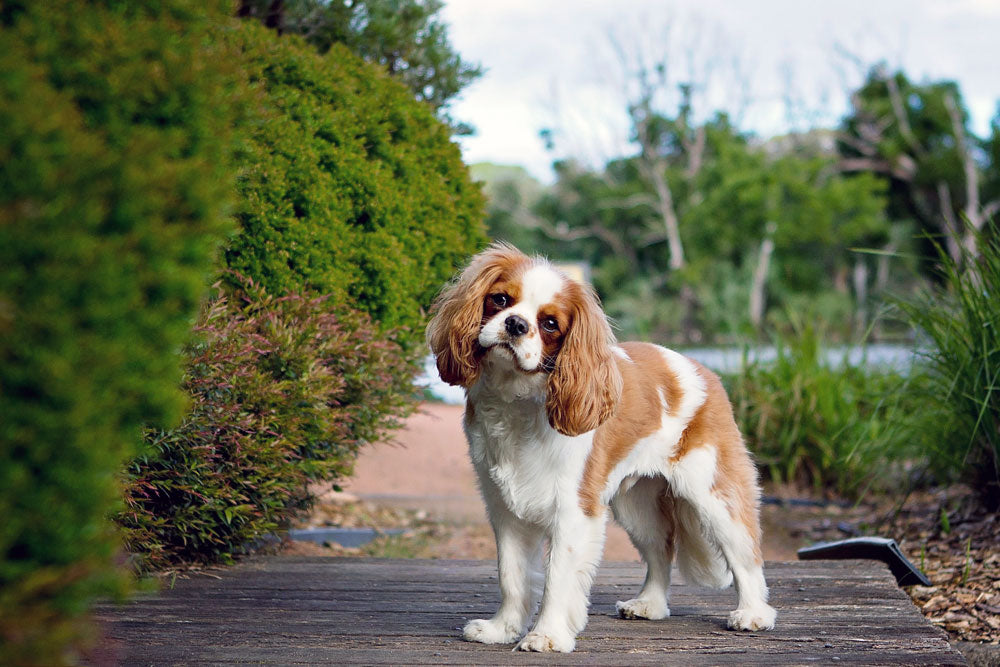 King Charles Spaniels expected to rise in popularity
