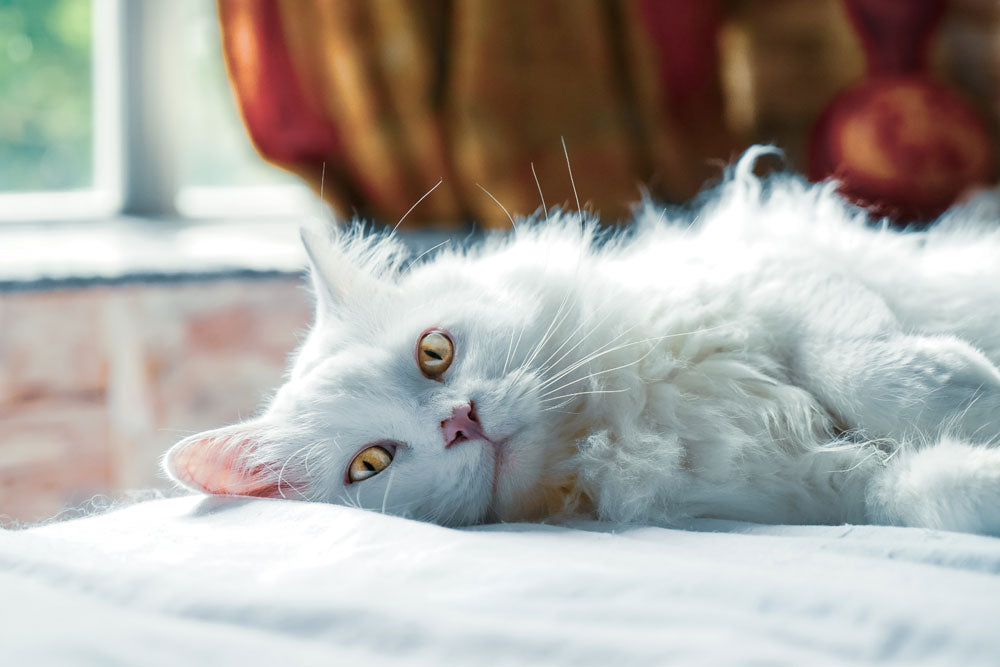 Some tips for washing and brushing your cat