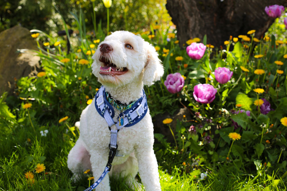 Rare and vulnerable breeds prove popular at this year’s Crufts