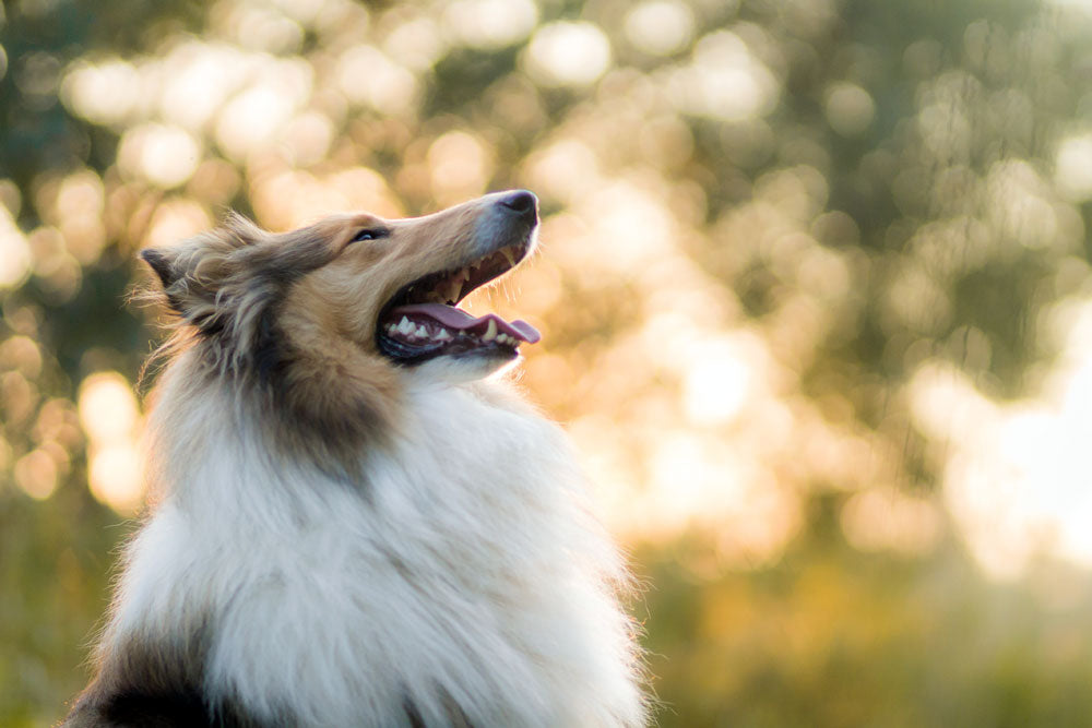 Lassie dogs in danger of becoming extinct
