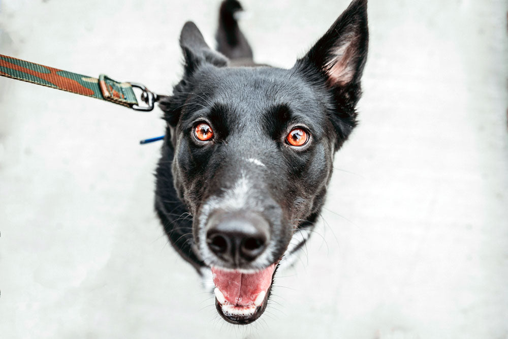 Why you need to stop your dog from pulling on the lead