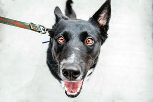 Why you need to stop your dog from pulling on the lead