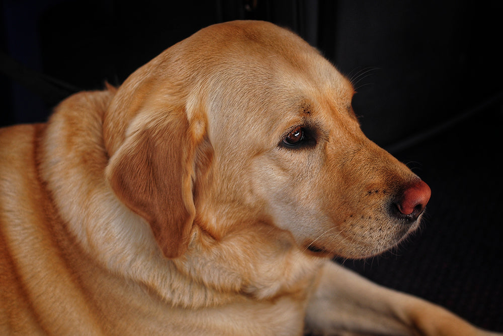 Measuring cat and dog years – how old is your pet?