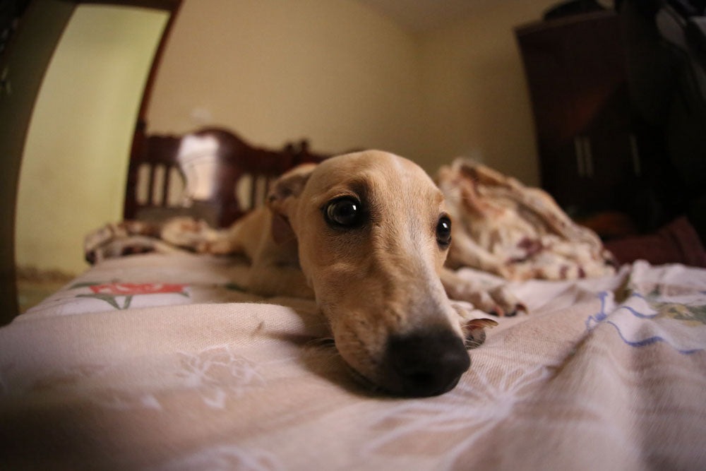 How to help your dog through a storm