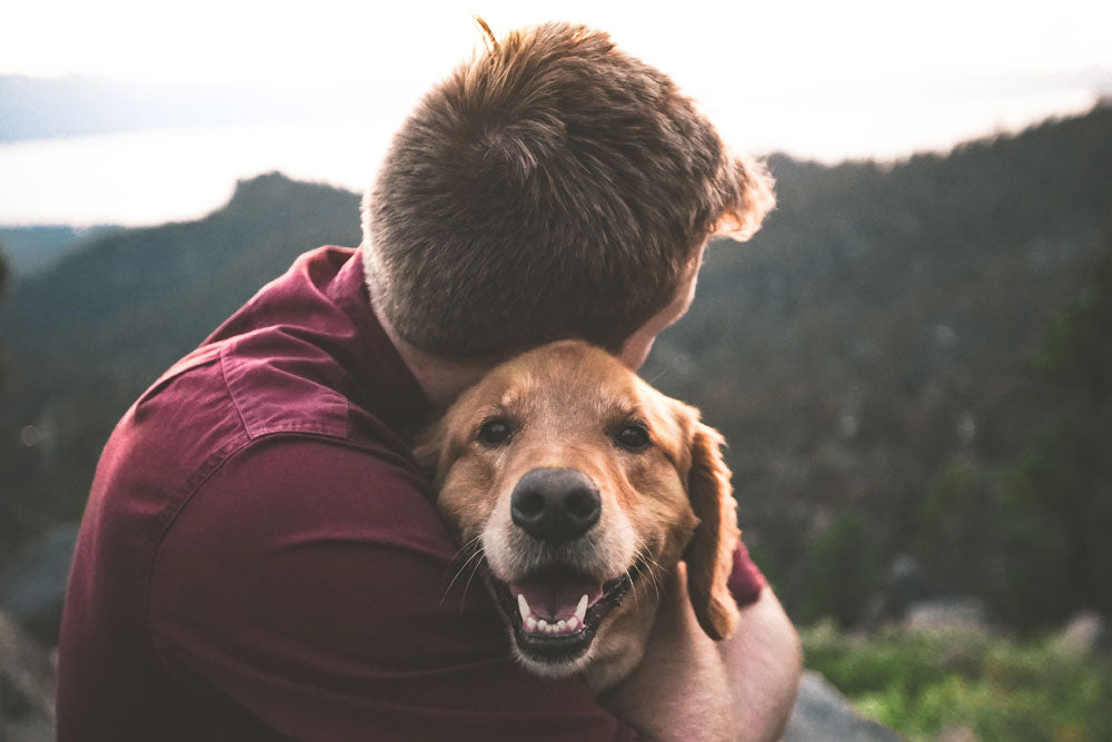 Ten of the friendliest large dog breeds