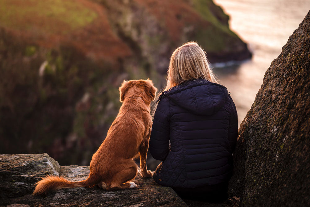 Successful steps for mindful dog walking
