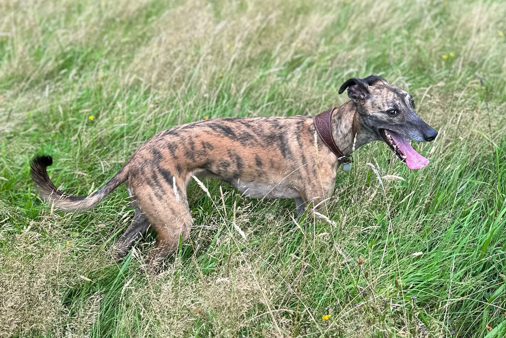 The Puppy Diaries – The Fourth Year