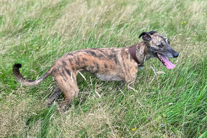 The Puppy Diaries – The Fourth Year