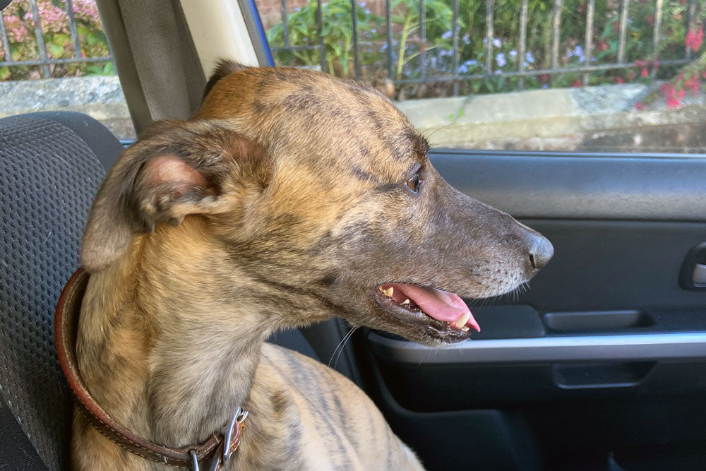 The Puppy Diaries – The Third Year