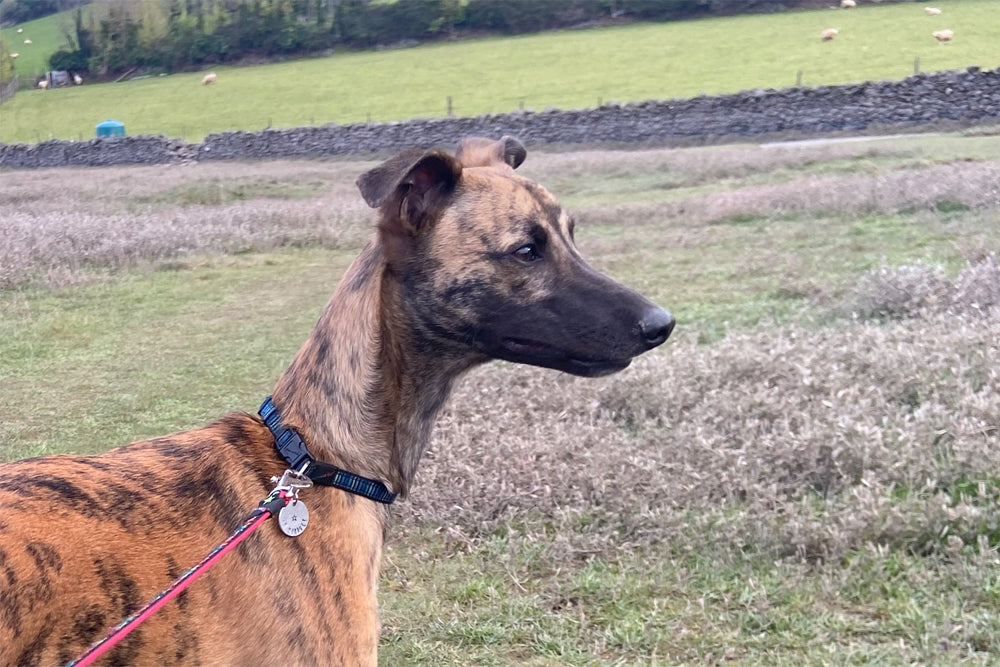 The Puppy Diaries – The Tenth Month