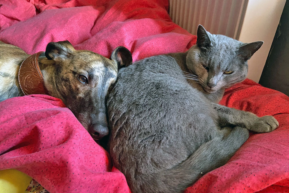 The Puppy Diaries – The Second Year