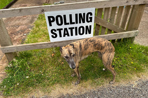 A guide to election day with your pet
