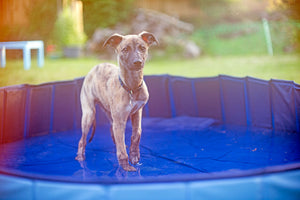 Keep your dog cool with a Gravitis Pool!
