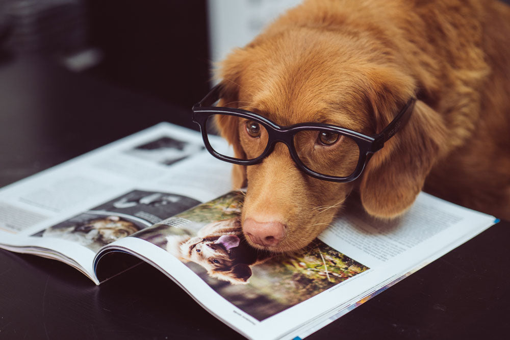 Returning to the office - are you taking your dog?