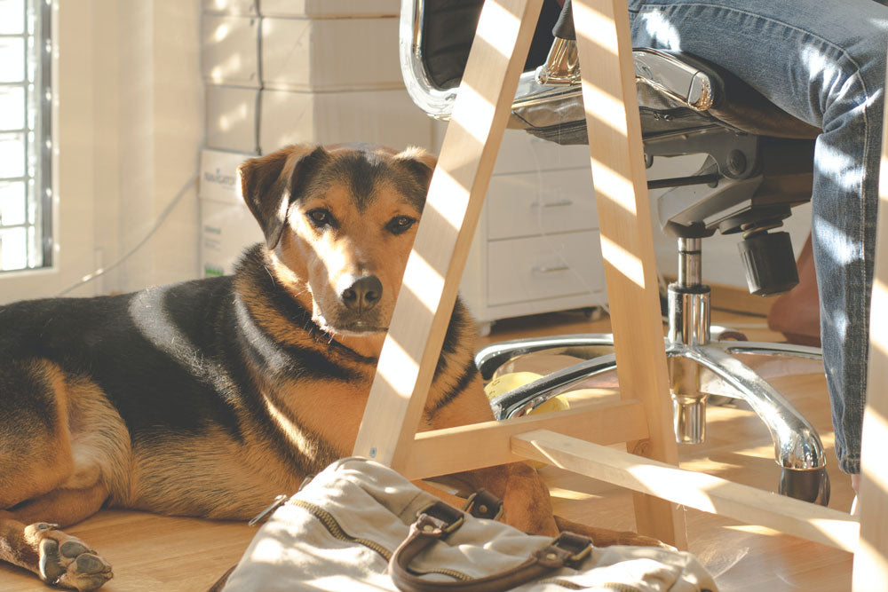 Taking Your Dog to Work: Tail-Waggingly Good - or Potential Chaos?