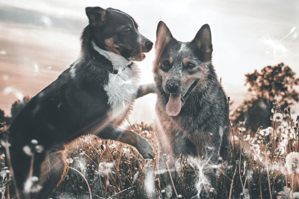 Old dog, new tricks? – Let’s talk about dog training myths