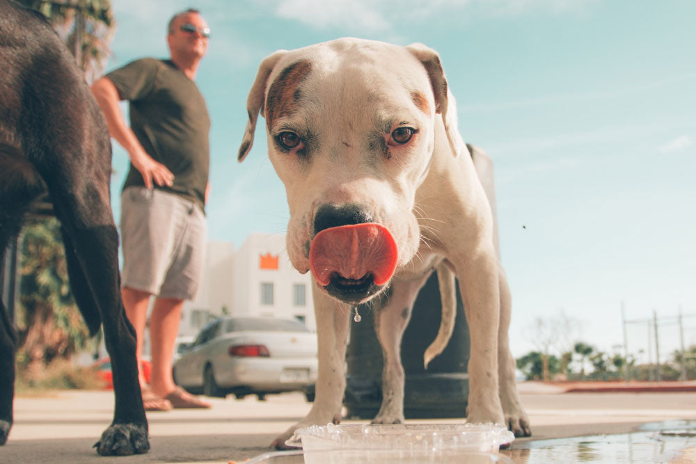 Don't drink the water! How to protect your dog from kennel cough