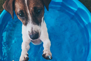 Introducing the Gravitis Pet Supplies Dog Paddling Pool