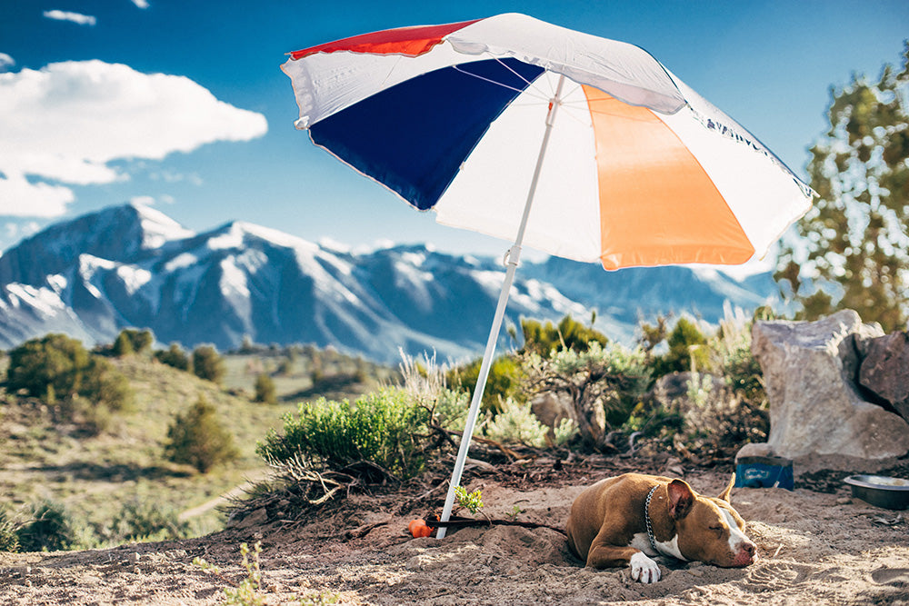 How to keep your dog cool during a heatwave