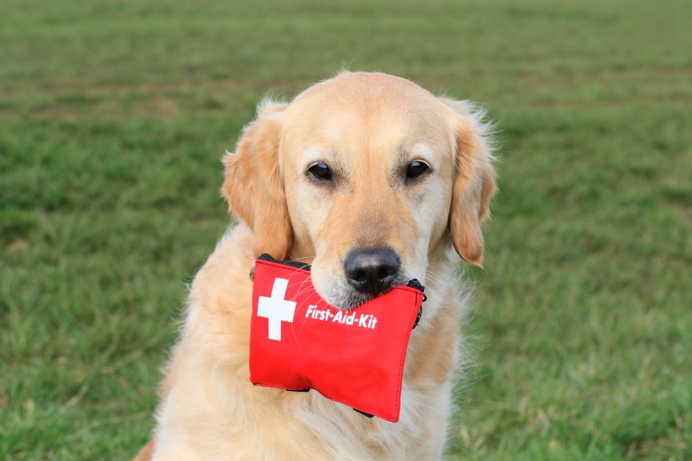 Be prepared: A guide to pet first aid and wellbeing