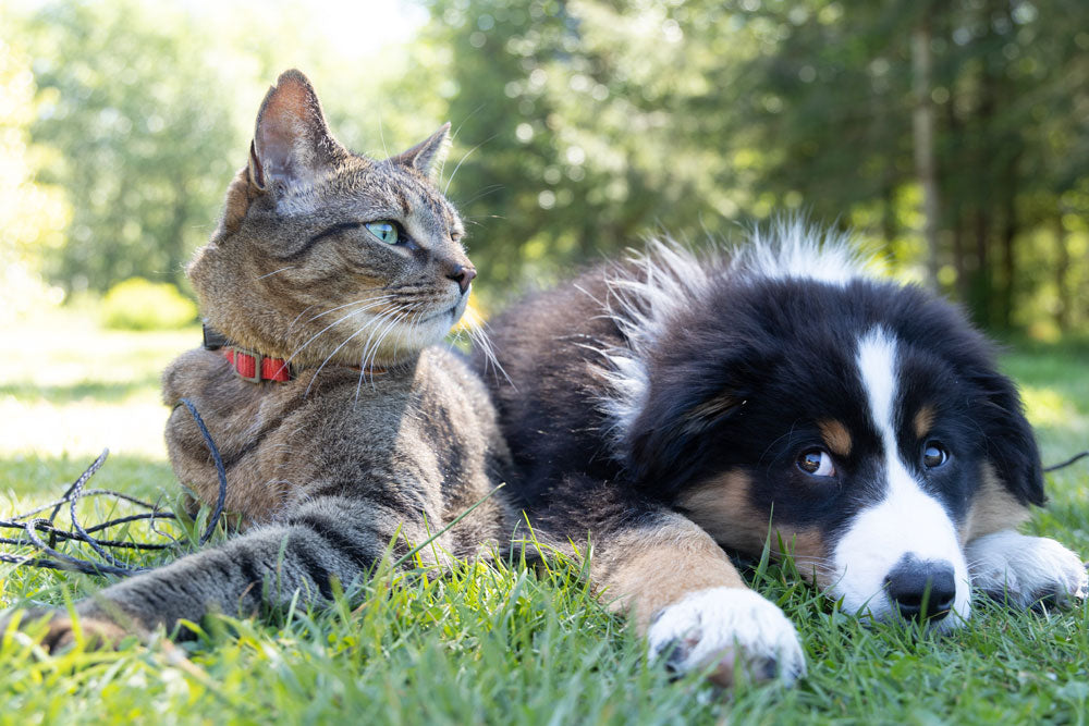 What’s your pet’s most annoying habit?