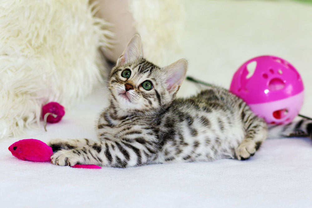 How to discourage your cat from killing wild animals