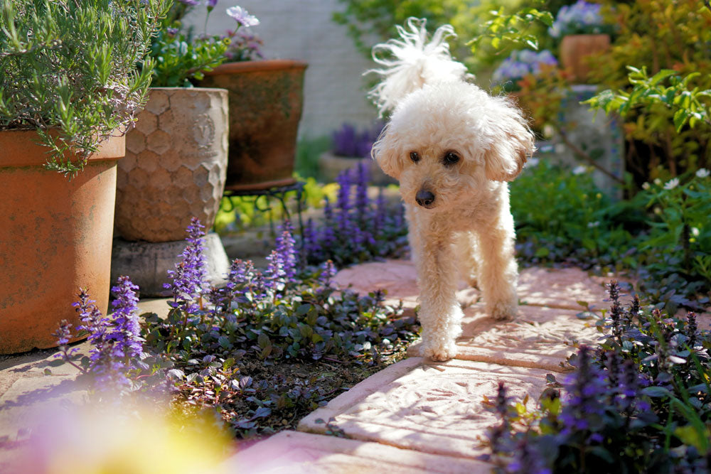 How to make your garden pet friendly