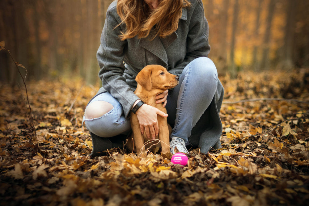 The ten most popular dog breeds of 2021
