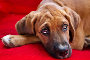 Why does your pet pooch make puppy-dog eyes?
