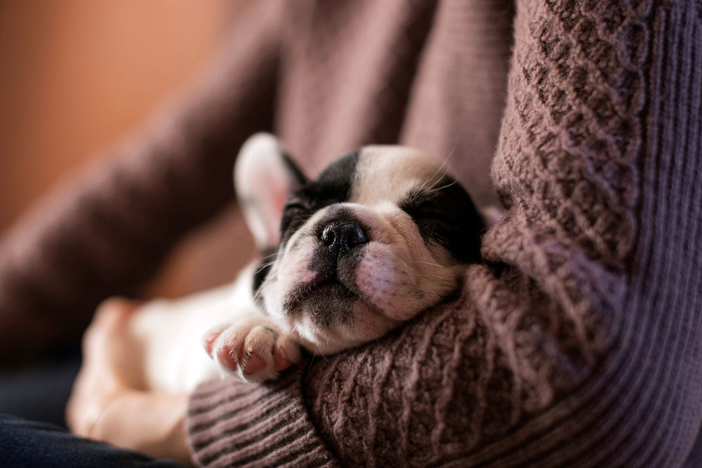How to get your puppy to sleep better at night