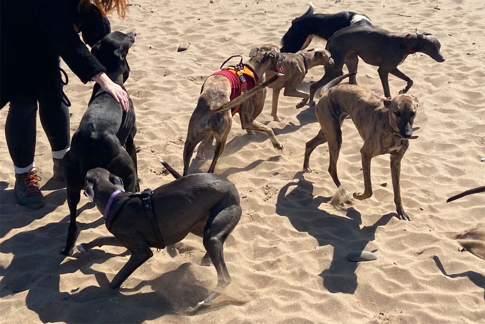 The Puppy Diaries – The Eleventh Month