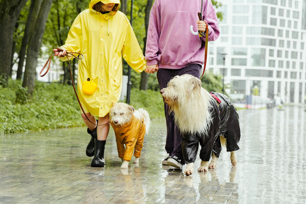Endless summer! Enjoying the school holidays with your pet