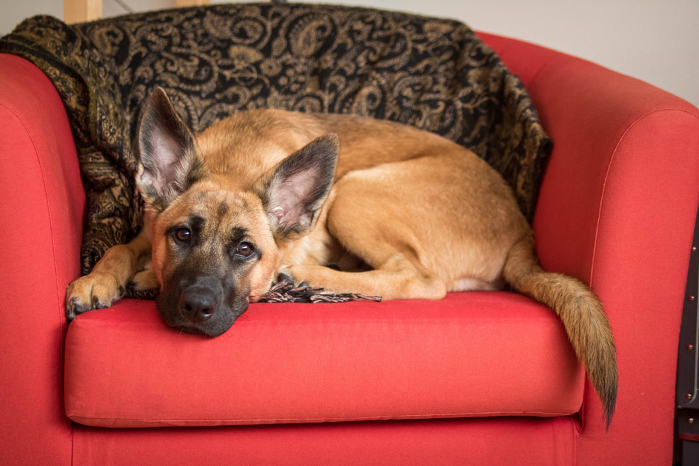 Can playing music or audiobooks really help to settle your dog?