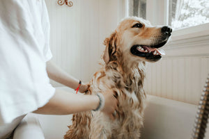 Why you shouldn’t use human shampoo on your dog