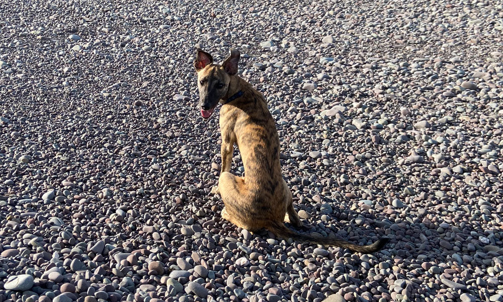 The Puppy Diaries – The Third Month