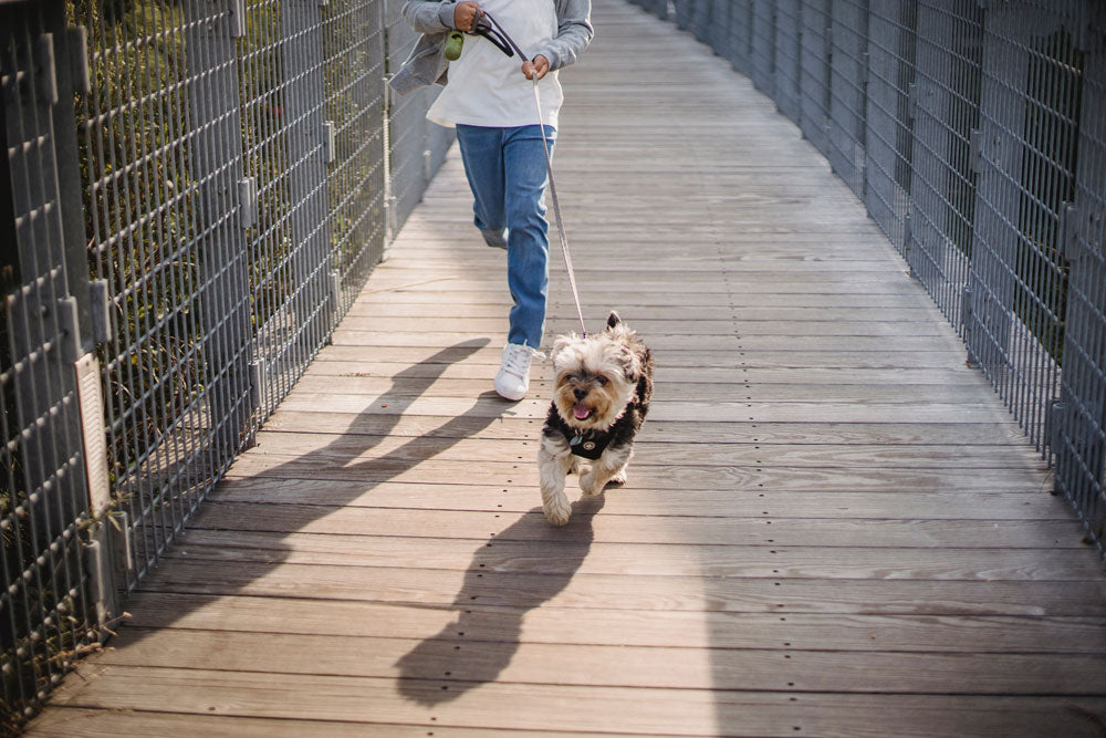 How to keep fit with your dog during lockdown