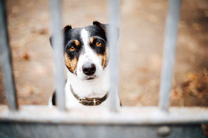 Separation Anxiety – How to help your dog prepare for the end of lockdown