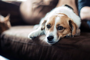 Depressed and anxious? How about your dog?