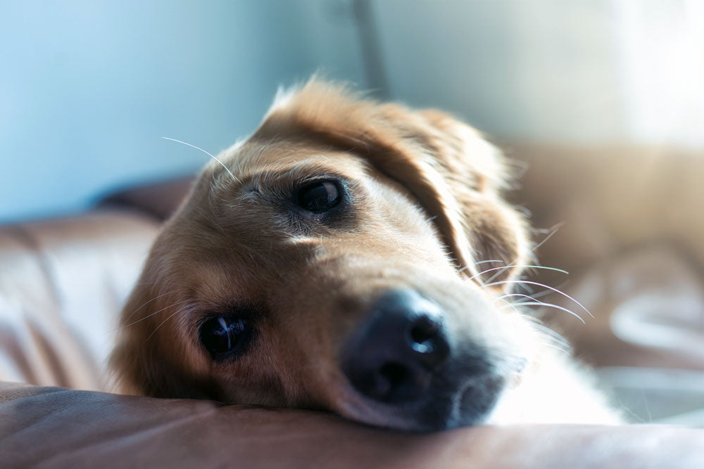 Some tips for keeping your pets safe from fireworks