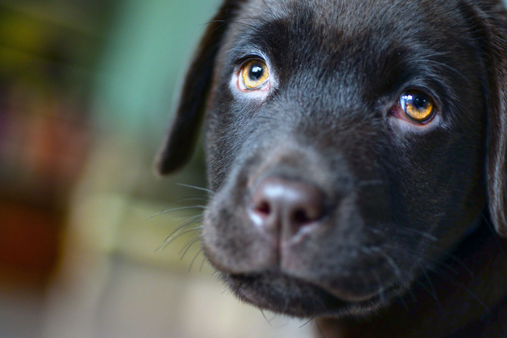 How to stop your dog from whining