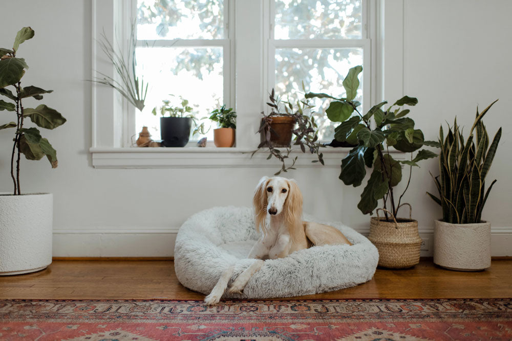 Protecting your pets from mould